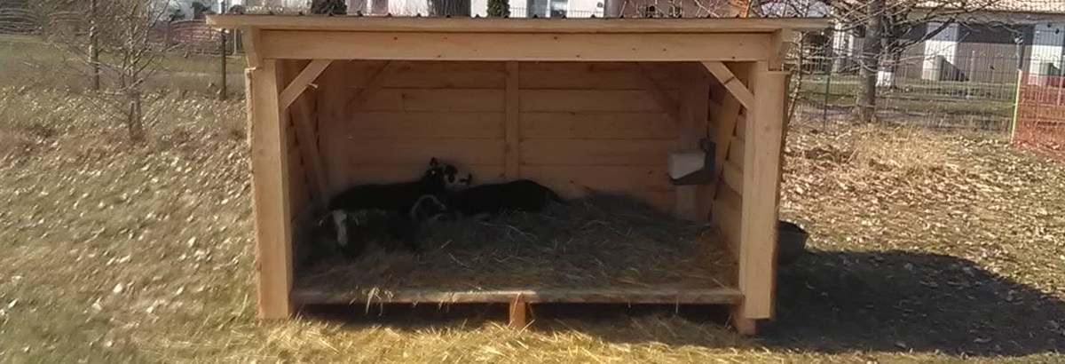 A rustic little shelter for some sheep