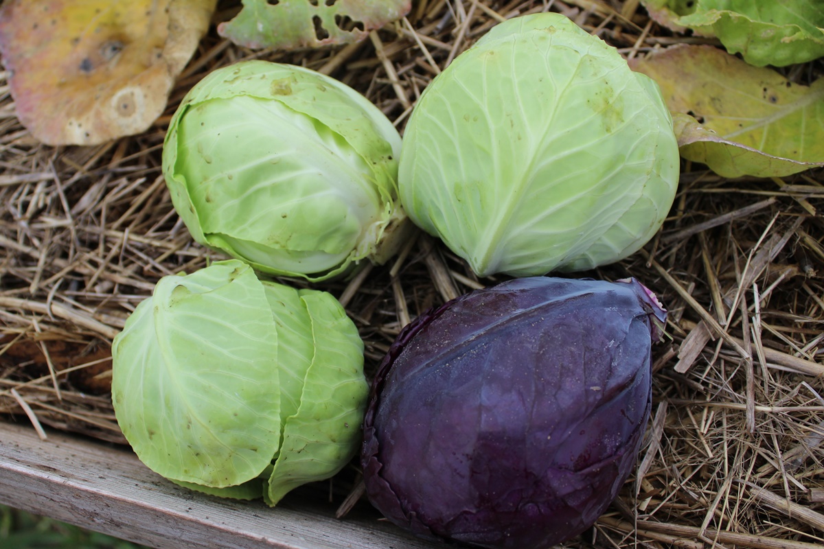 Harvesting and processing cabbages and carrots