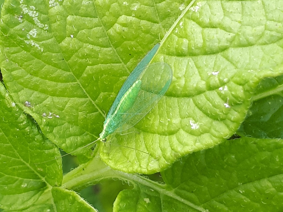 Small creatures from the summer garden #2: Chrysopidae on a potato plant