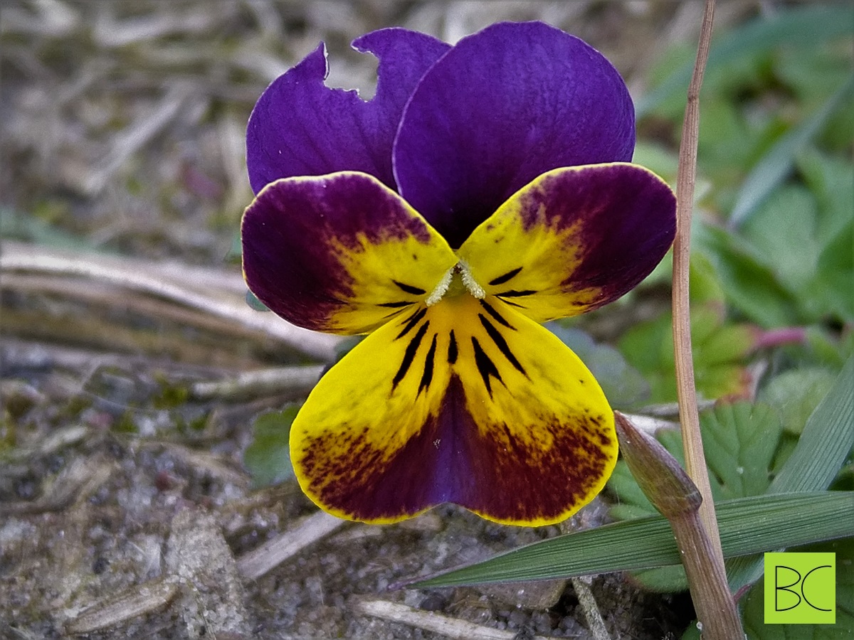 Lila Horned Violet with a yellow middle with dark dashes in the grass